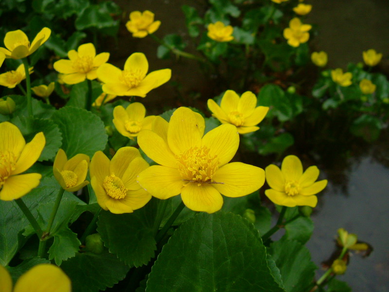 Caltha palustris / Calta palustre